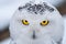 Portrait of a Snowy Owl