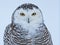 Portrait of an snowy Owl against pale blue sky background.