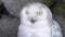 Portrait of Snowy Owl Bubo scandiacus