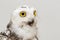 Portrait of the Snowy Owl, Bubo scandiacus. Close Up