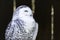 Portrait of snowy owl on dark blurred background