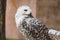 Portrait Snowy owl stand facing side, eye looking at camera