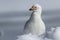 Portrait of a Snowy Sheathbill standing in snow winter