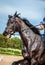 Portrait of a soared black Mare during training on the background of colorful jumping obstacles, yellow sand and green forest.