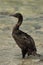 Portrait  of a Socotra cormorants at Busaiteen coast, Bahrain