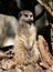 Portrait of a solitary meerkat sitting on a fallen tree.