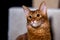 Portrait of a Somali cat