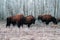 Portrait of some american bisons in forest during winter