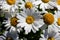 A portrait of some big white daisies. The flowers have white petals and a yellow core. The flowers are also called alpine meadow
