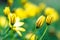 A portrait of some closed yellow spannish daisy flowers. The flowers have a few rain drops on them and the background is blurred