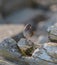 Portrait of a song sparrow