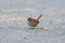 Portrait of song Sparrow