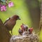 portrait of a songbird male Finch feeding its hungry Chicks in a nest in a spring blooming may garden