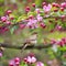 Portrait songbird a Nightingale sits on a branch in the may garden surrounded by pink Apple blossoms and sings loudly