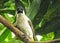 Portrait of the Sooty headed bulbul spearch on branch