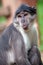 Portrait of a sooty mangabey