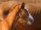 Portrait of sorrel foal