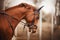 Portrait of a sorrel horse with a bridle on its muzzle and a trimmed mane, galloping on an autumn day. Equestrian sports