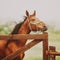 Portrait of a sorrel horse, which eats hay and stands near the fence of a paddock in a field on a farm on a cloudy summer day.