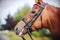 Portrait of a sorrel horses in the muzzle which is wearing a bridle with leather straps and gold snaffle on a summertime.