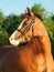 Portrait of sorrel welsh pony