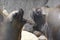 Portrait of South American sea lions