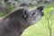 Portrait of south American tapir