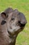 Portrait of south American tapir