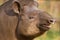 Portrait of south American tapir