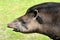 Portrait of south American tapir
