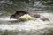 Portrait of a South American tapir swimming in the water