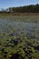 Portrait of South Louisiana marsh wetlands with a pond of aquatic waterlily plants