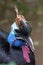 Portrait of a Southern cassowary