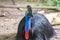 Portrait of southern cassowary