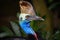 Portrait of Southern cassowary