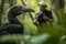 Portrait of Southern cassowary, Casuarius casuarius in Australian big forest ,Papua New Guinea.Generative ai