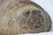 Portrait of a southern elephant seal which lies in the snow with