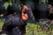 Portrait of the southern ground hornbill close up, side view. Beautiful and charming bird of the world.