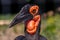 Portrait of the southern ground hornbill close up, side view. Beautiful and charming bird of the world.