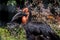 Portrait of the southern ground hornbill close up, side view. Beautiful and charming bird of the world.