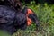 Portrait of the southern ground hornbill close up, side view. Beautiful and charming bird of the world.