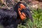 Portrait of the southern ground hornbill close up, side view. Beautiful and charming bird of the world.