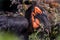 Portrait of the southern ground hornbill close up, side view. Beautiful and charming bird of the world.