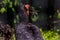 Portrait of the southern ground hornbill close up, side view. Beautiful and charming bird of the world.