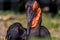 Portrait of the southern ground hornbill close up, side view. Beautiful and charming bird of the world.