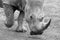 Portrait of a Southern White Rhinoceros walks