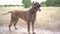 Portrait of spanish alano dog sitting in the field. prey dog. selective focus