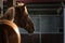 Portrait of a Spanish chestnut horse in the stable corridor