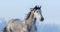 Portrait of Spanish horse on background of blue sky