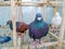 Portrait of a specific pigeon in a cage. Close image of beautiful pigeons of a different kind. Indian Fantail fancy bree